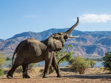 Adaptations Of An Elephant - Behavioral, Structural & Physiological -  Zooologist