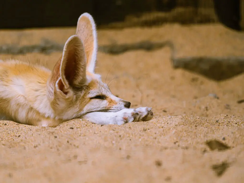 Structural Adaptations of a Fennec Fox