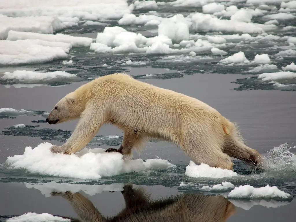 Thermoregulation of polar bears