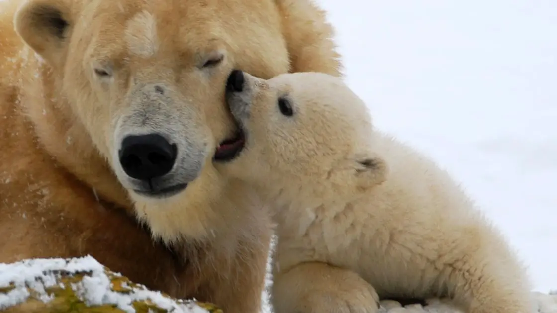 What do polar bear cubs eat