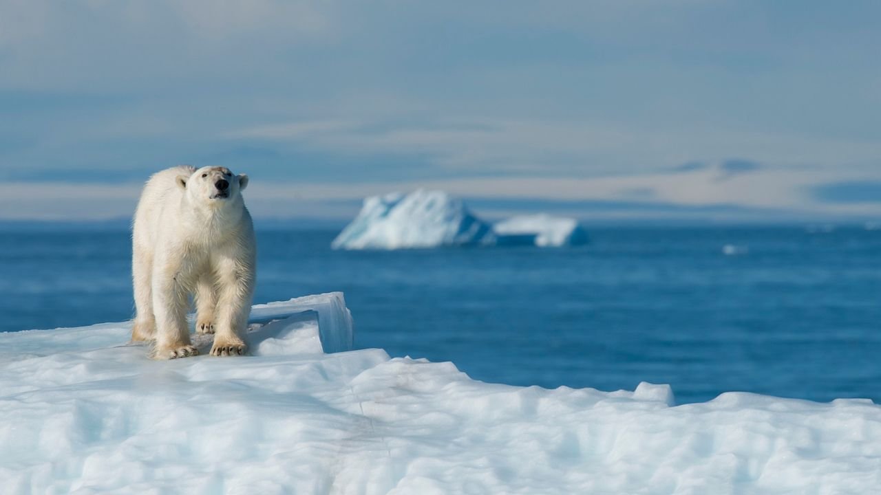 Where Do Polar Bears Live