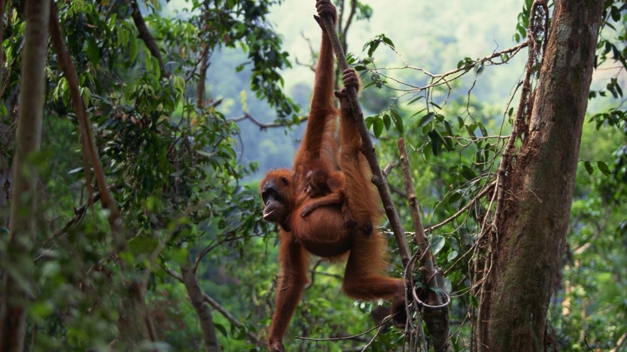 Why are orangutans so strong