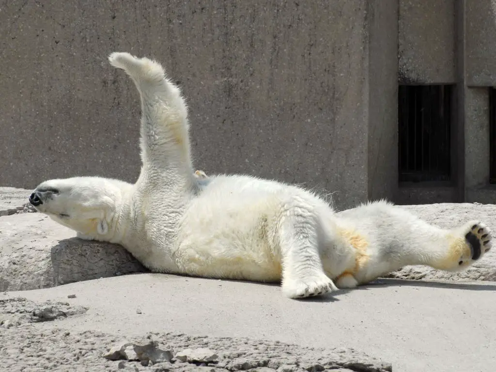 Why do Polar Bears live longer in captivity