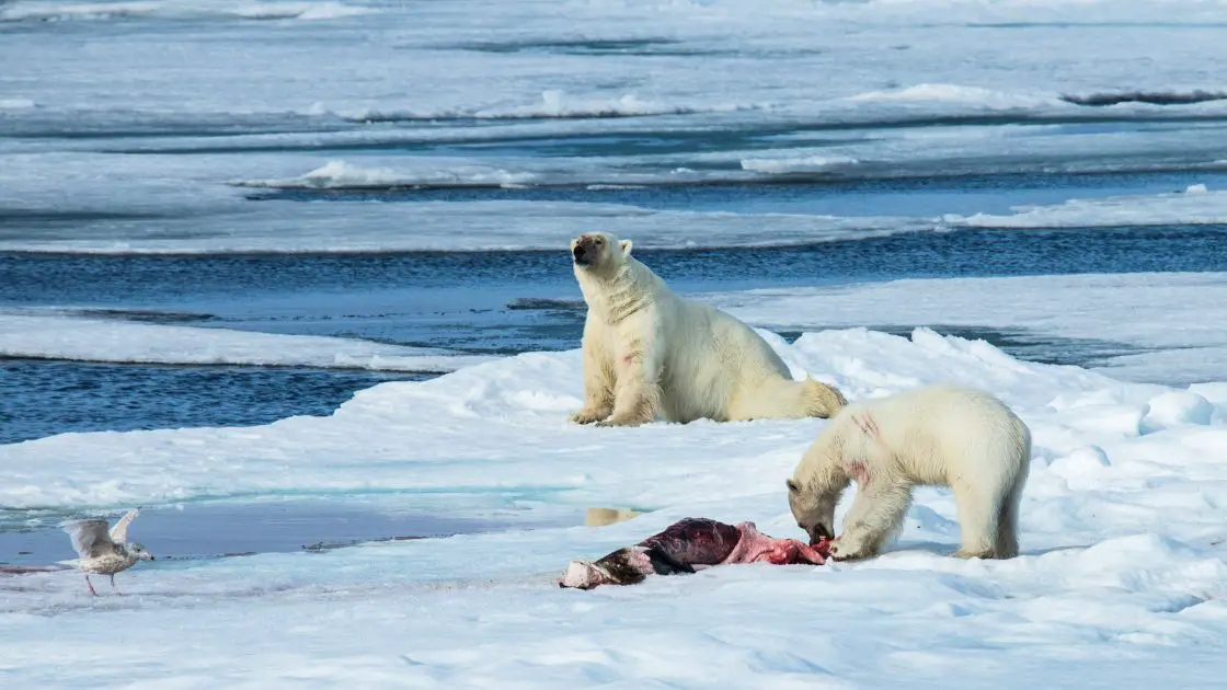 Why do polar bears eat seals