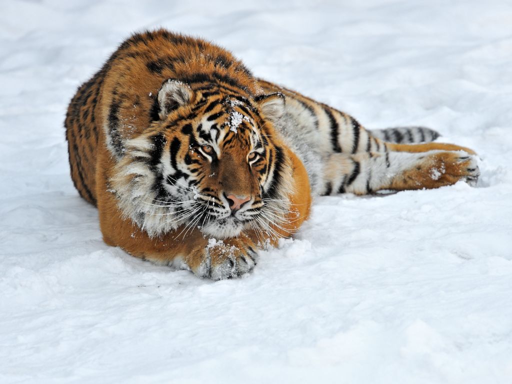 Why siberian tigers are important