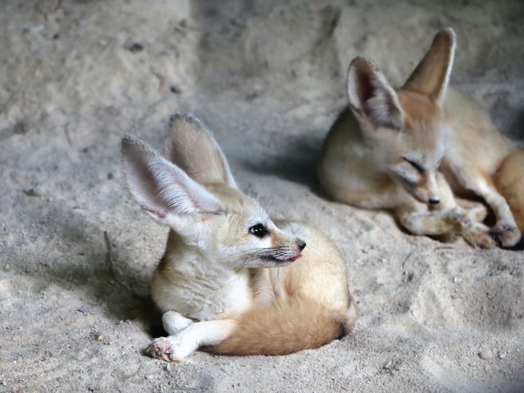 Fennec fox monogamous mating system