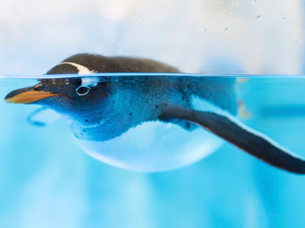 Adaptations of a Penguin