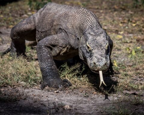 Are Komodo Dragons Venomous
