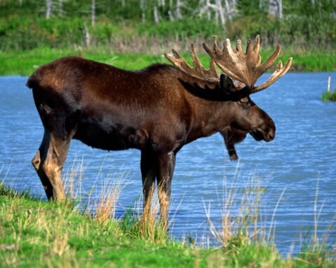 Are Moose Endangered