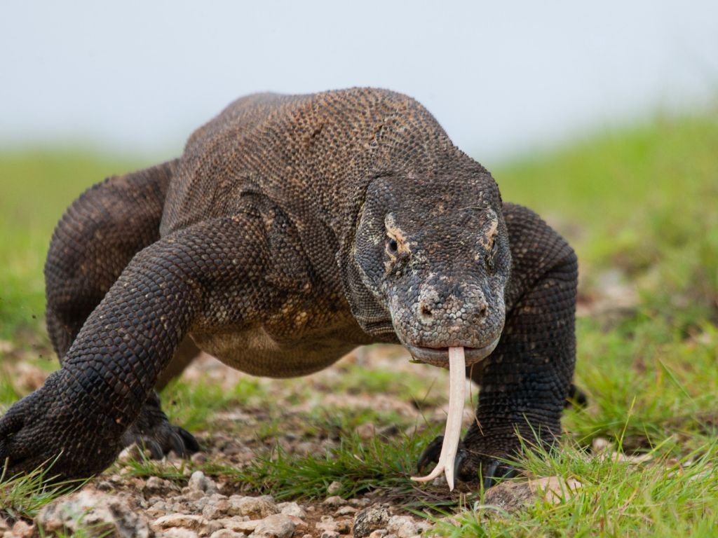 Are Komodo Dragons Venomous Can A Komodo Dragon Kill A Human Zooologist Are Komodo Dragons Venomous Can A Komodo Dragon Kill A Human Zooologist