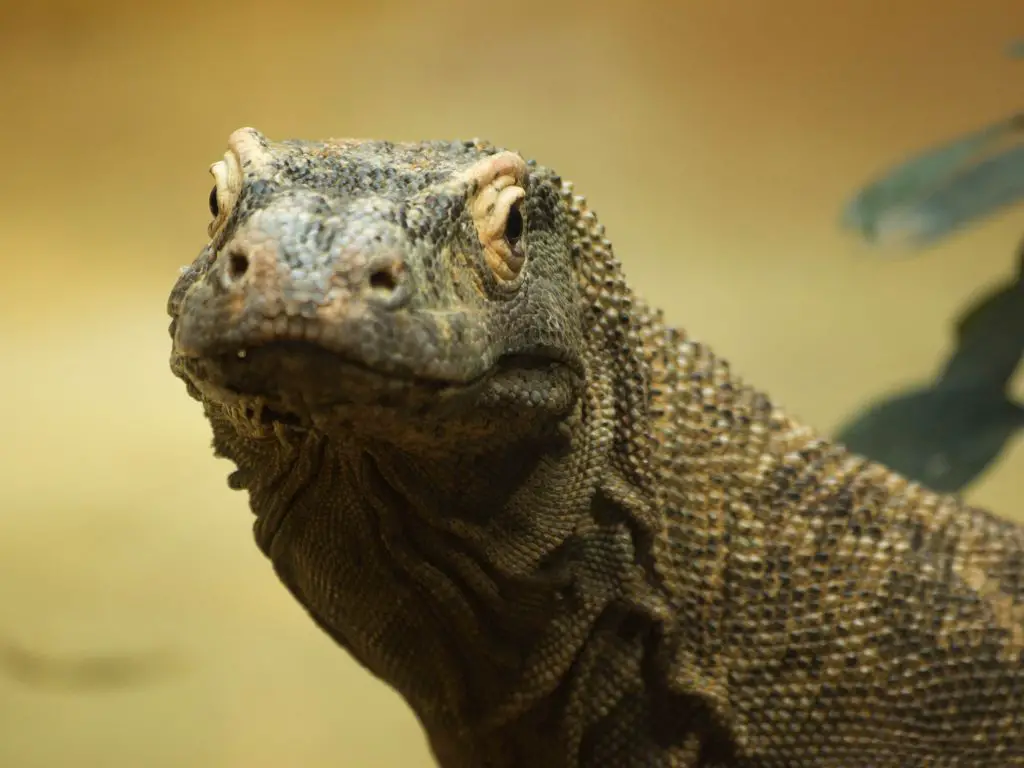 Are Komodo Dragons Venomous - Can a Komodo Dragon kill a human - Zooologist
