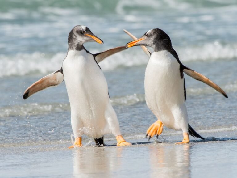 Adaptations Of A Penguin Behavioral Structural Physiological Adaptations Of A Penguin Behavioral Structural Physiological