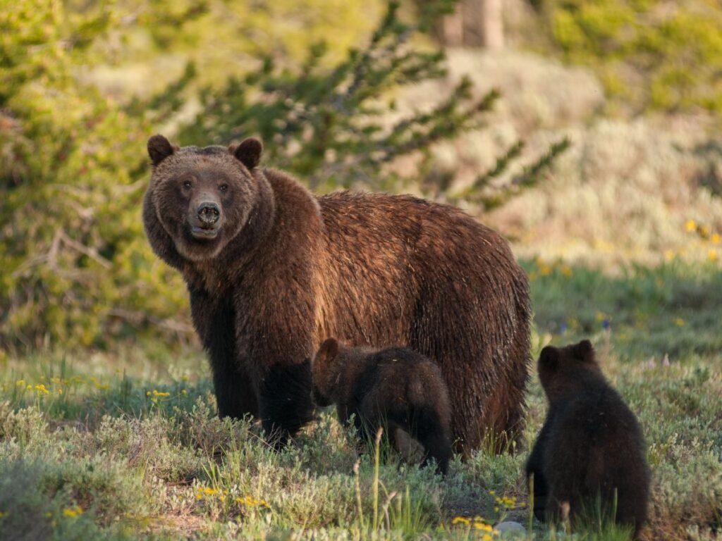 Adaptations Of A grizzly bear