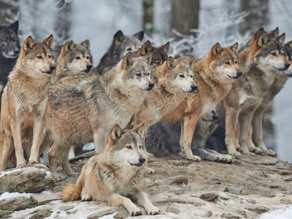 Adaptations Of A wolf