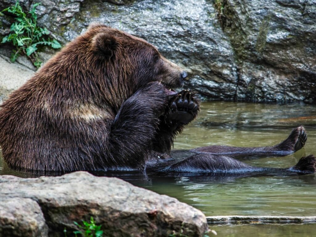 Adaptations Of A grizzly Bear