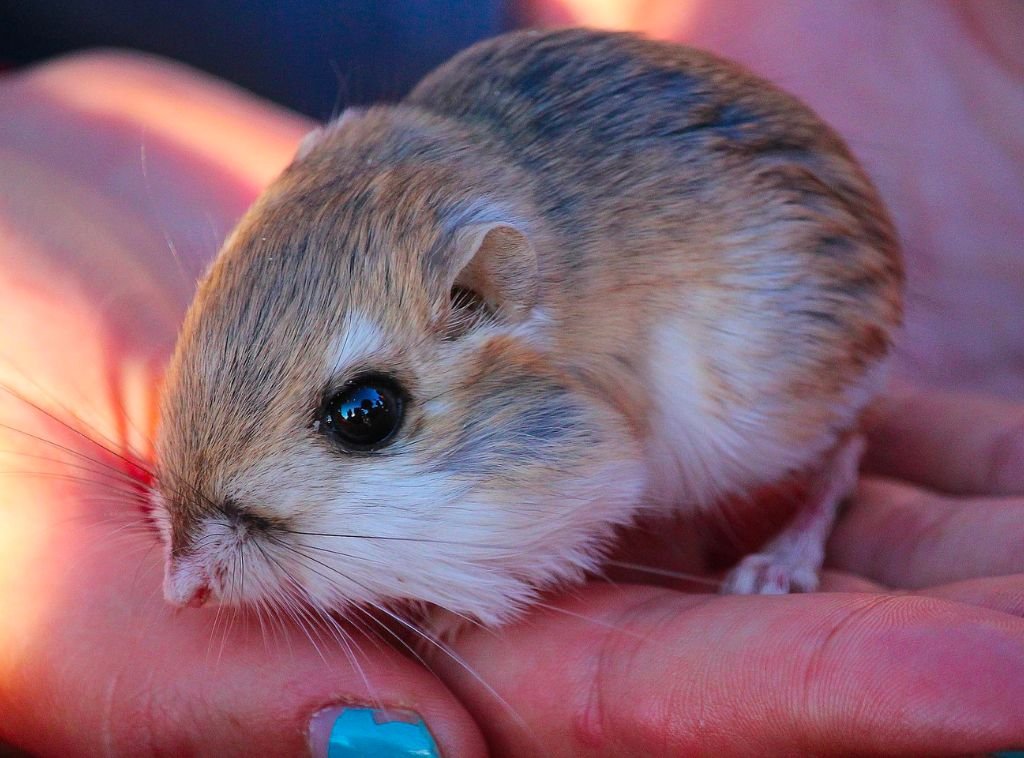 Adaptations of a Kangaroo Rat