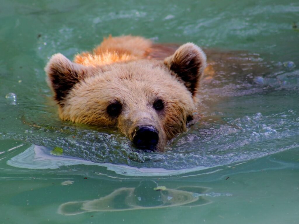 Behavioral Adaptations of grizzly Bear