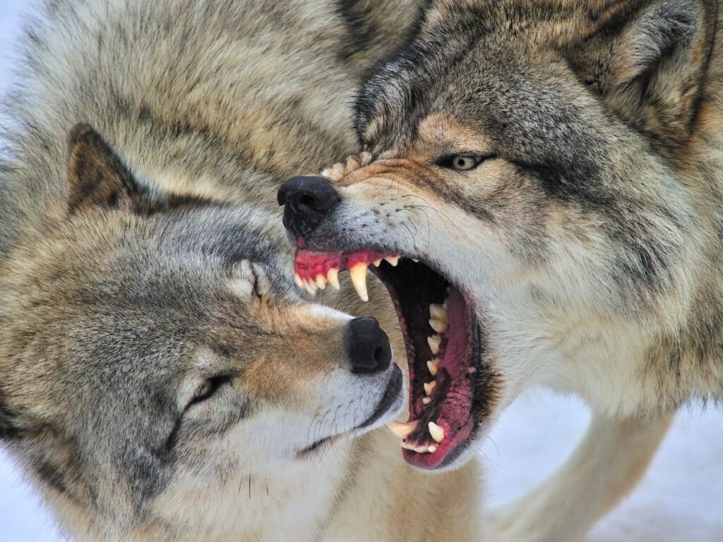 wolf jaws