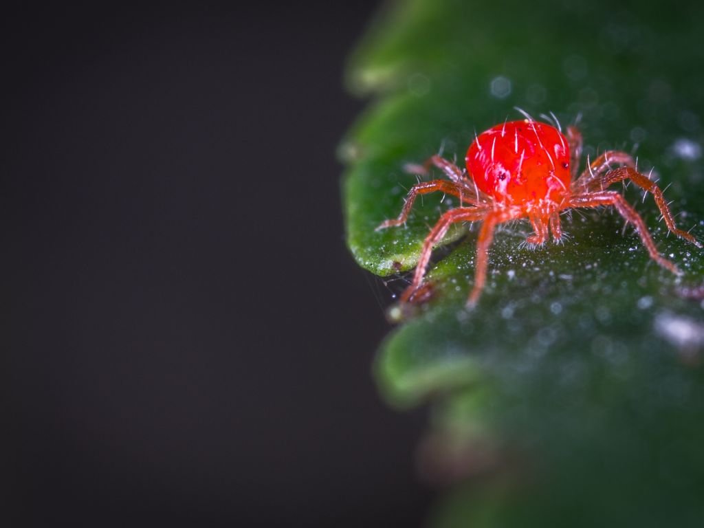 Mites