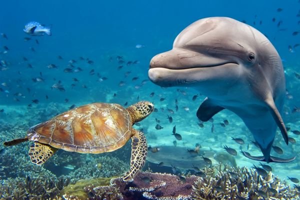 Physiological Adaptations Of Dolphins
