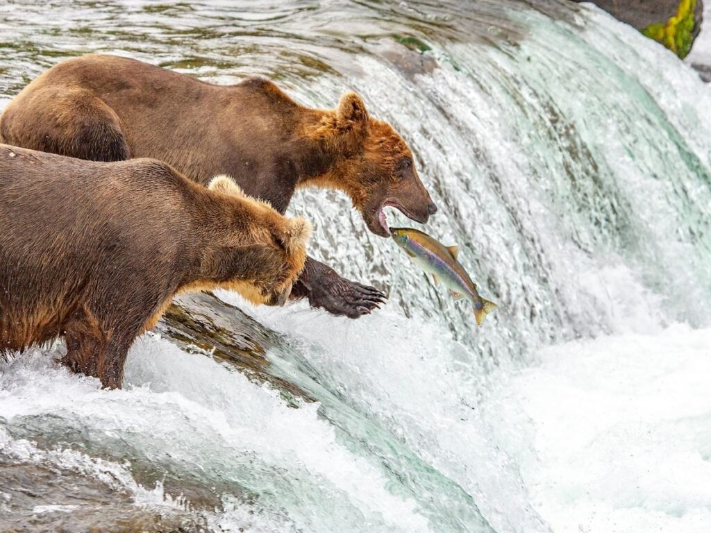 Physiological Adaptations Of grizzly Bear