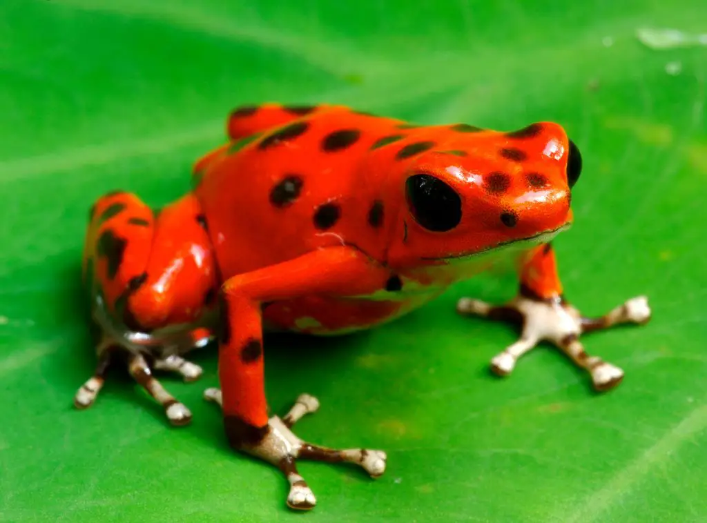 Poison Dart Frog Adaptations : Physiological, Behavioral, And ...