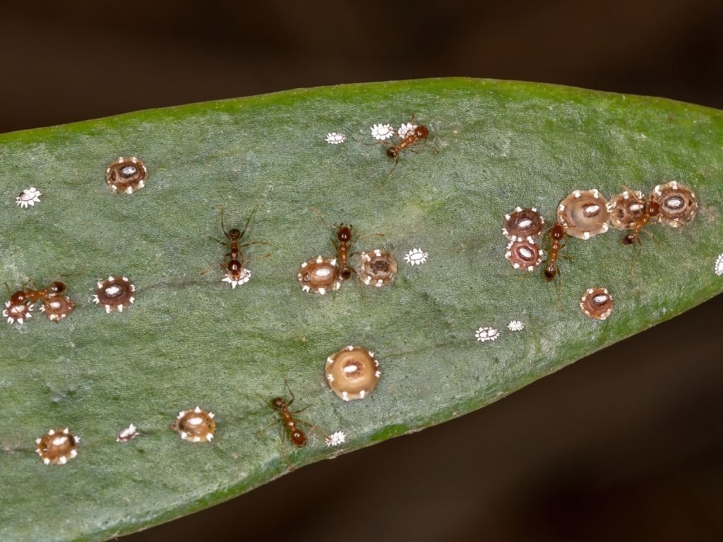 Scale insects