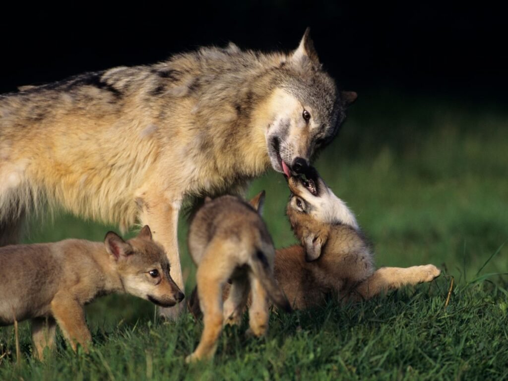 Behavioral Adaptations Of wolf