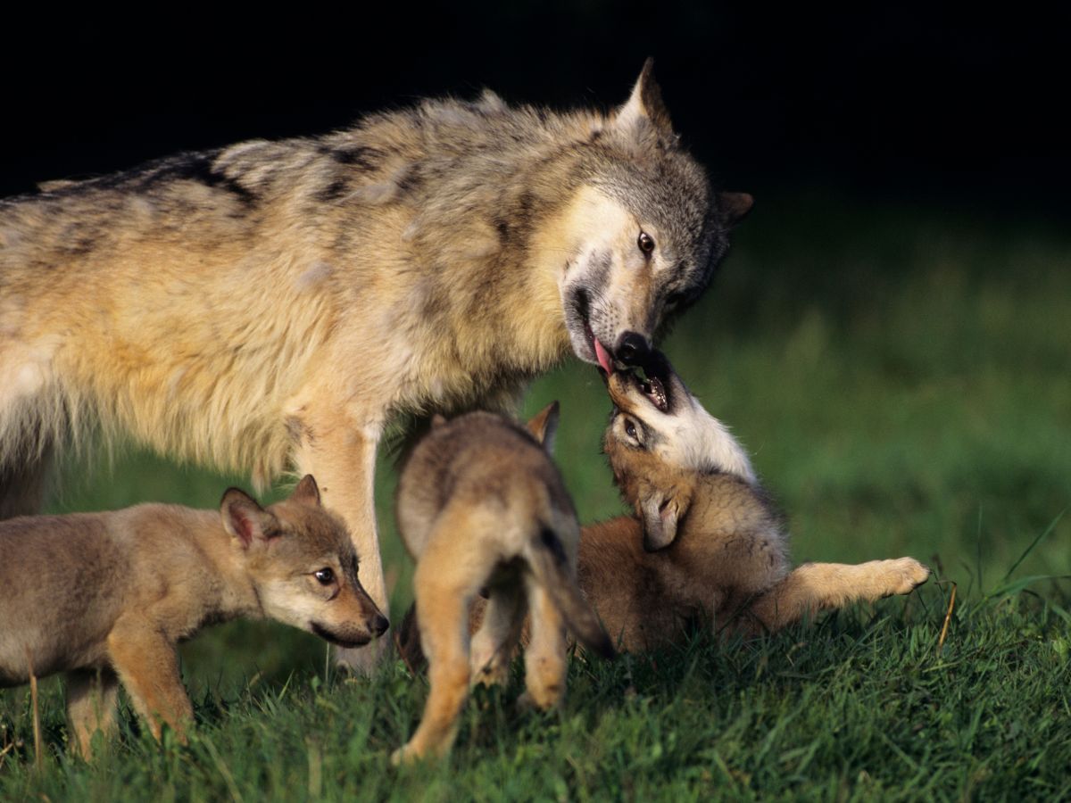 Adaptations Of A Wolf - Behavioral, Structural & Physiological - Zooologist