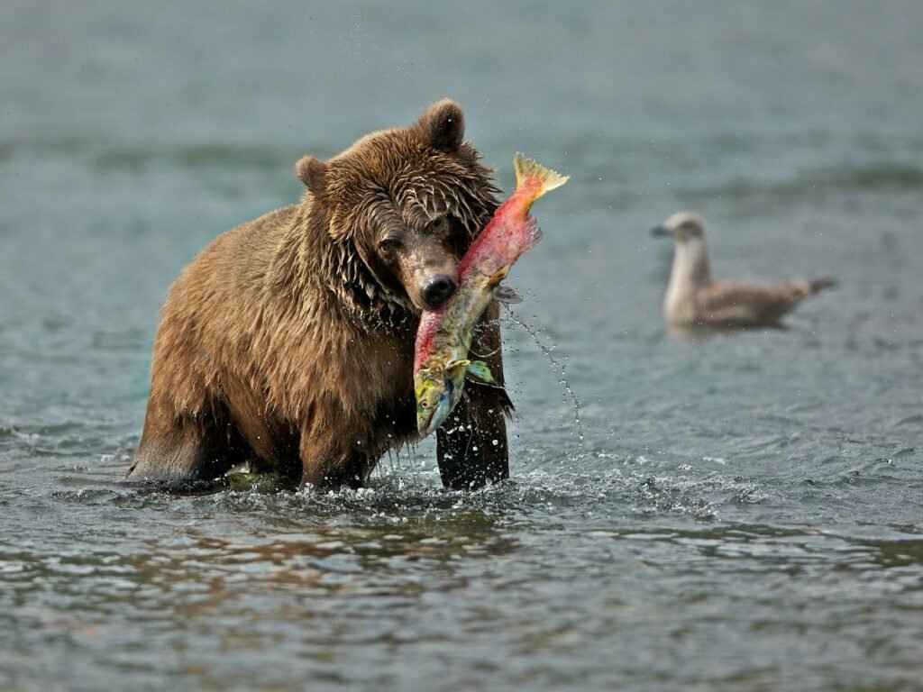 Structural Adaptations Of grizzly Bear