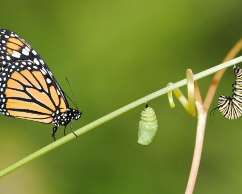 The Life Cycle of a Butterfly