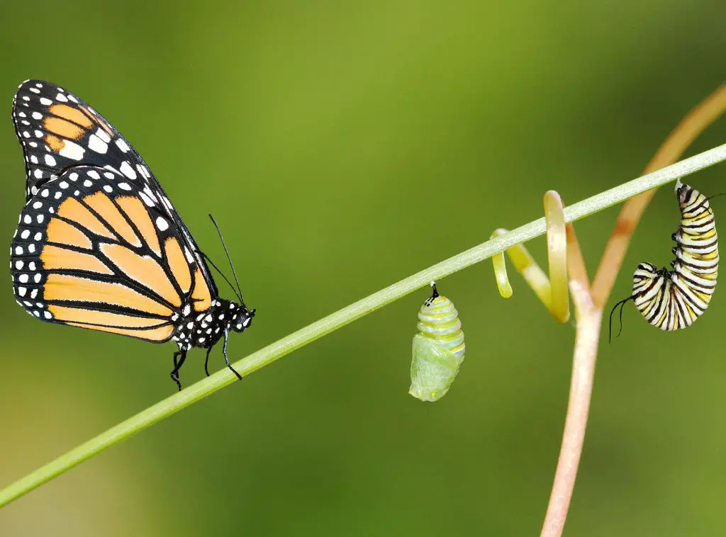 The Life Cycle of a Butterfly - Egg Stage, Larva Stage, Pupa Stage ...