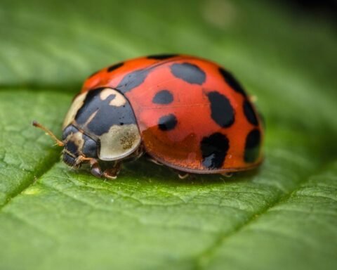 What Do Ladybugs Eat