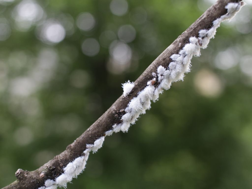What do ladybugs eat other than aphids - mealybugs