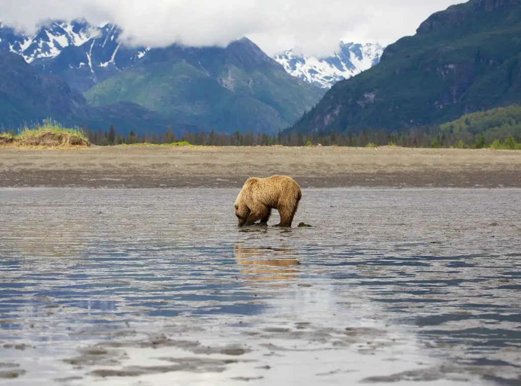 Where Do Grizzly Bears Live : Exploring Their Habitat, Distribution ...