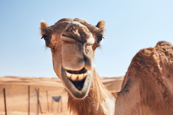 Adaptations Of A Camel - Behavioral, Structural & Physiological