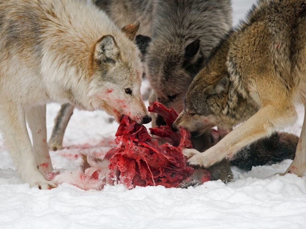 Wolf hunting