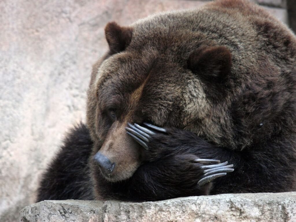 grizzly Bear claws