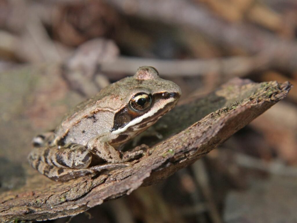 Structural Adaptations Of a Frog