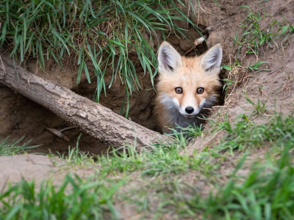 Physiological Adaptations Of red fox