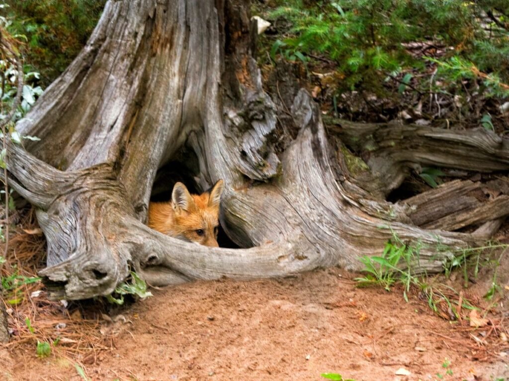 Red fox den