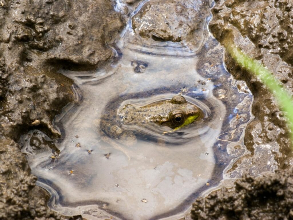 Physiological Adaptations Of frog