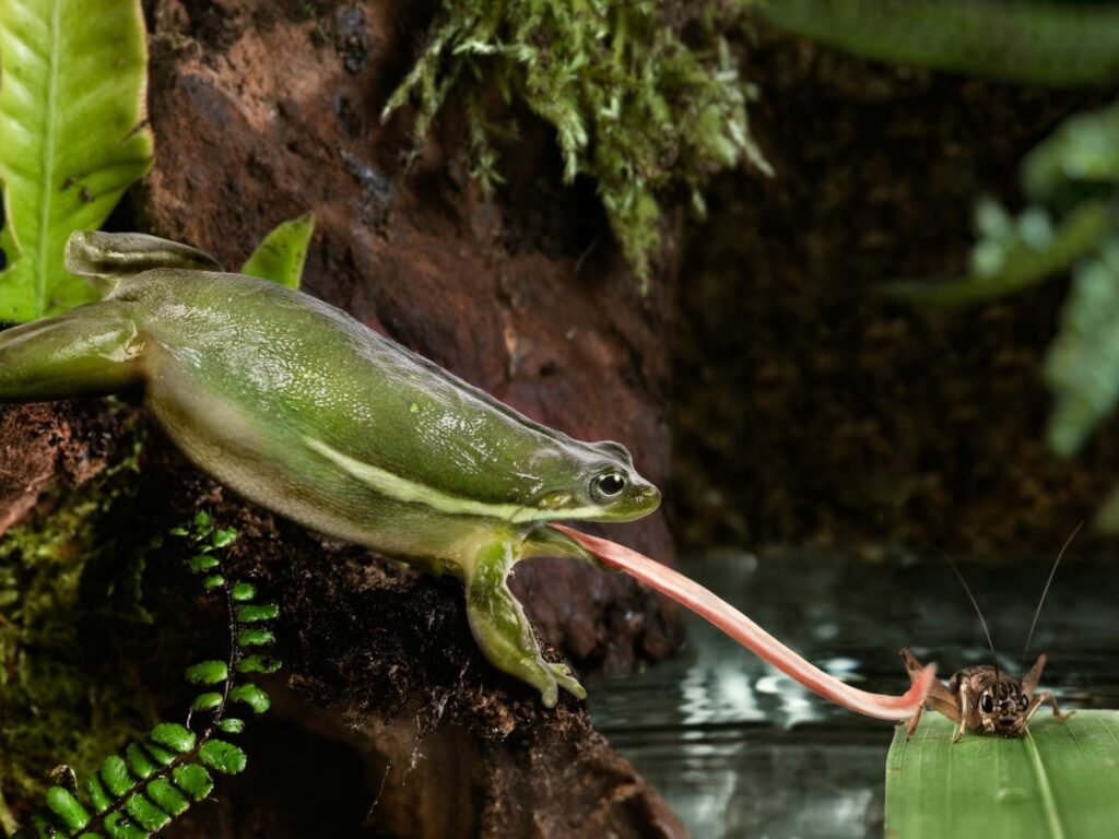 Frog sticky tongue