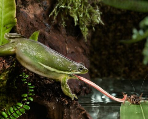 Frog sticky tongue