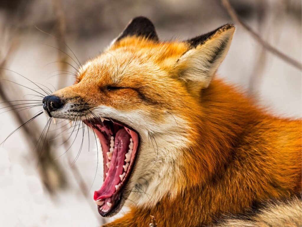 Red fox jaws
