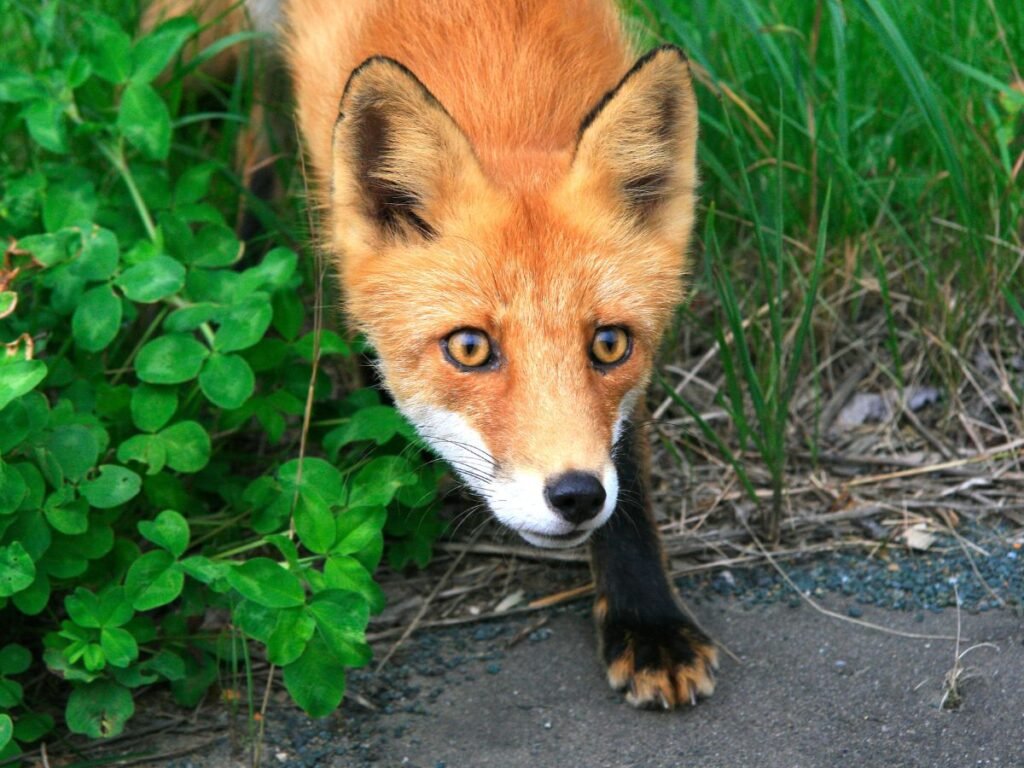 Red fox paws and claws