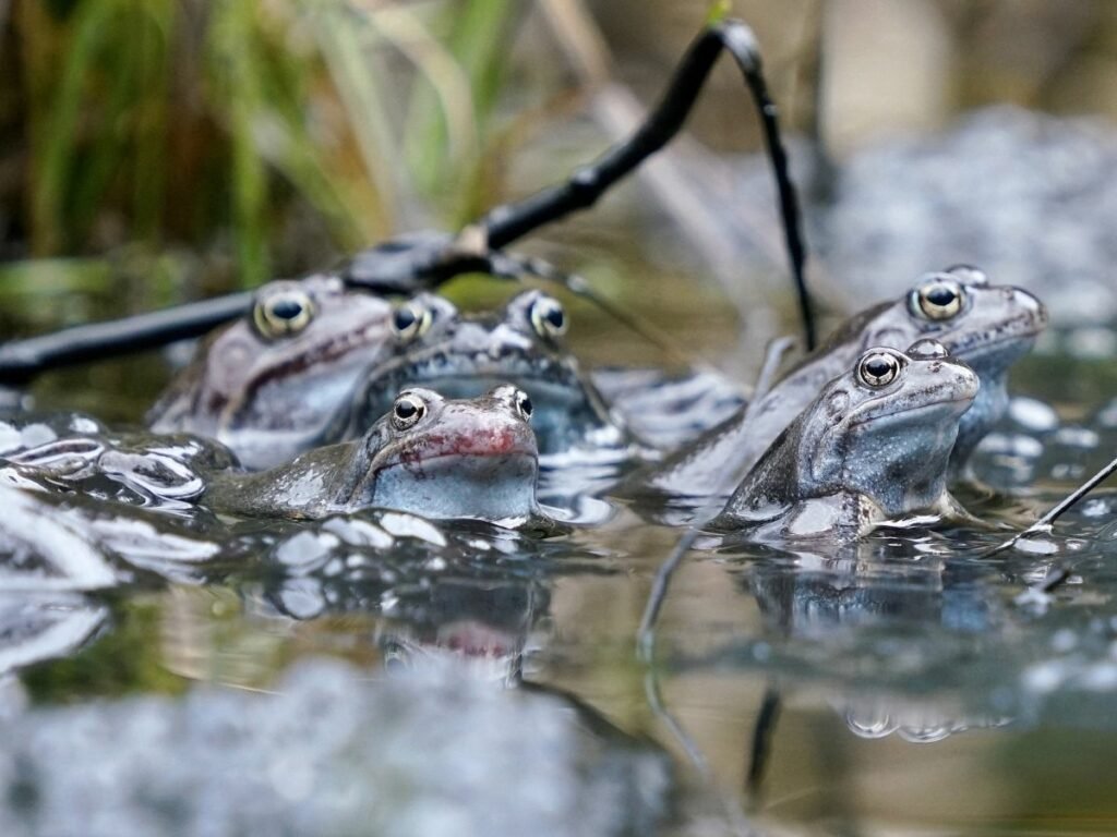 Adaptations Of A Frog