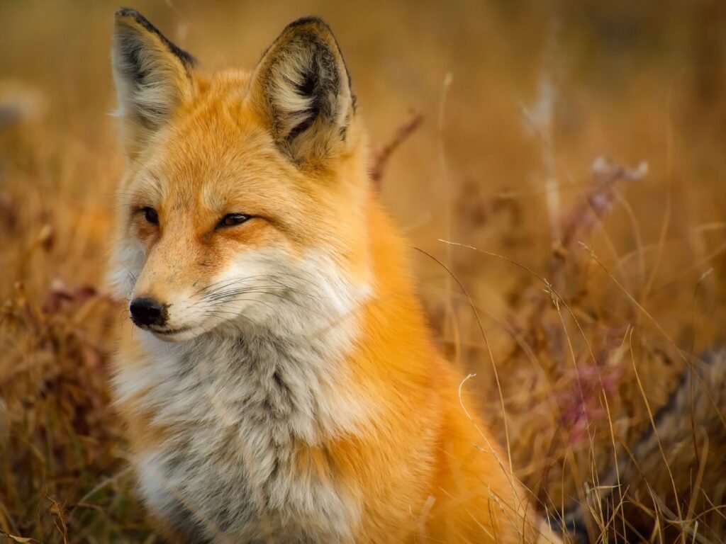 Adaptations Of A red fox