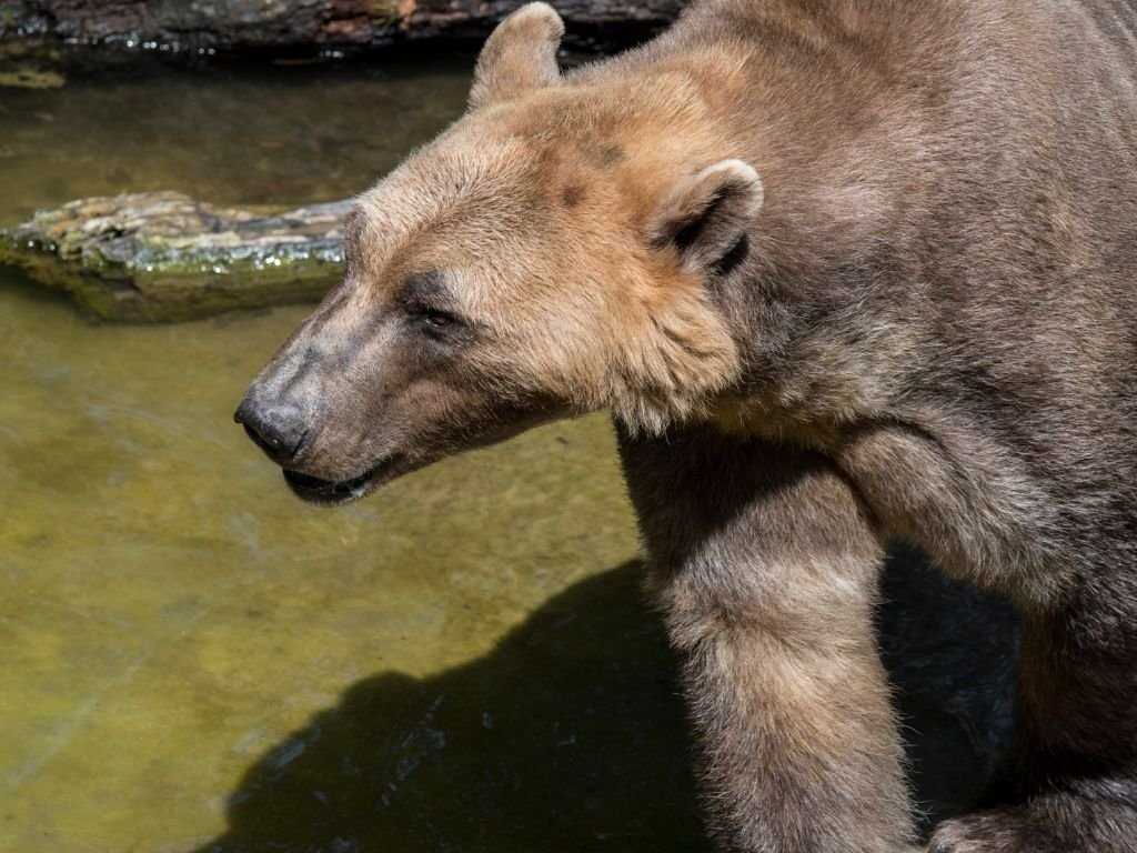 Grolar Bear