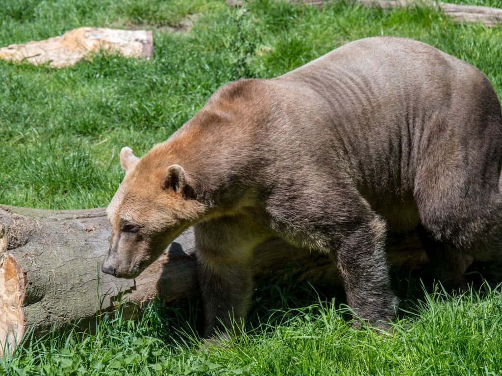 Grolar and Pizzly Bears